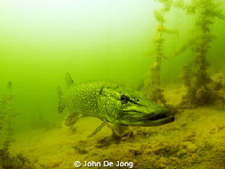 I make these Pike picture without strobes, at ISO400 to g... by John De Jong 